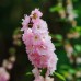 Делфиниум Гигант Розова кралица Giant Larkspur Rose queen – Саксийни и градински цветя