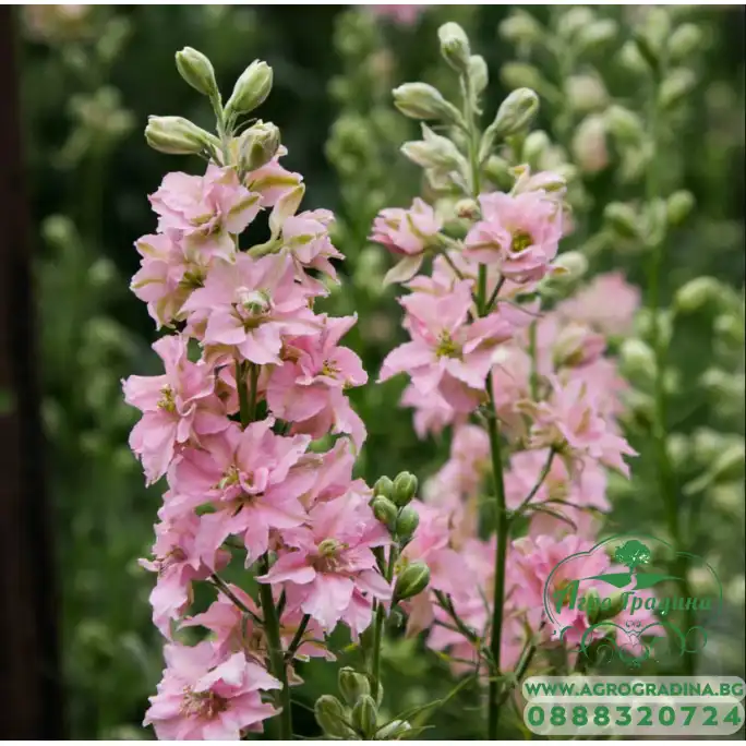 Делфиниум Гигант Розова кралица Giant Larkspur Rose queen Делфиниум Гигант Розова кралица Giant Larkspur Rose queen