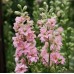 Делфиниум Гигант Розова кралица Giant Larkspur Rose queen – Саксийни и градински цветя