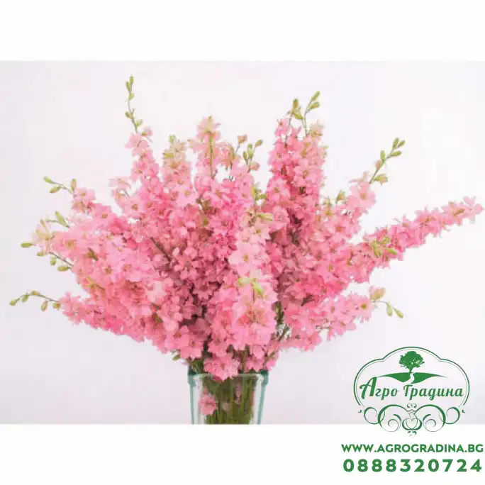 Делфиниум Гигант Розова кралица Giant Larkspur Rose queen Делфиниум Гигант Розова кралица Giant Larkspur Rose queen