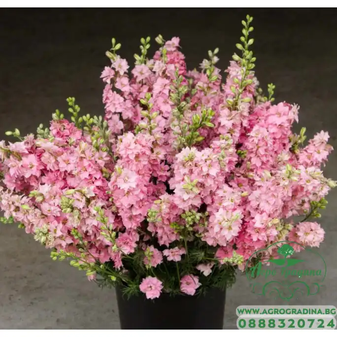 Делфиниум Гигант Розова кралица Giant Larkspur Rose queen Делфиниум Гигант Розова кралица Giant Larkspur Rose queen