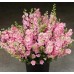 Делфиниум Гигант Розова кралица Giant Larkspur Rose queen – Саксийни и градински цветя