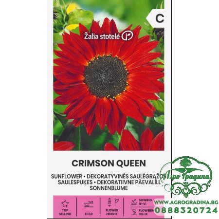Хелиантус Червена Кралица Helianthus annuus Crimson Queen