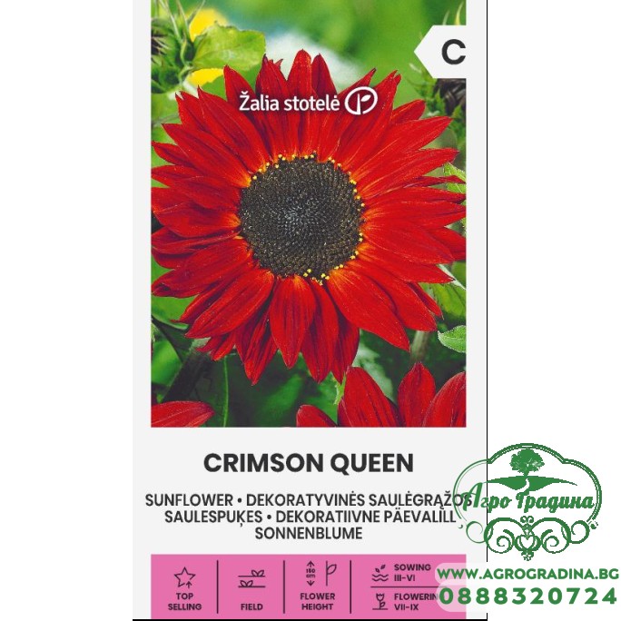 Хелиантус Червена Кралица Helianthus annuus Crimson Queen Хелиантус Червена Кралица Helianthus annuus Crimson Queen