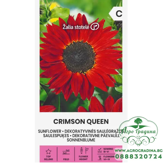 Хелиантус Червена Кралица Helianthus annuus Crimson Queen