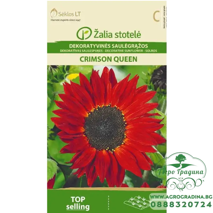 Хелиантус (Слънчоглед) Червен Пурпурна кралица Helianthus annuus