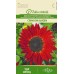 Хелиантус (Слънчоглед) Червен Пурпурна кралица / Helianthus annuus