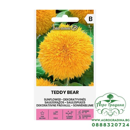 Хелиантус Теди Беър Helianthus annuus Teddy bear