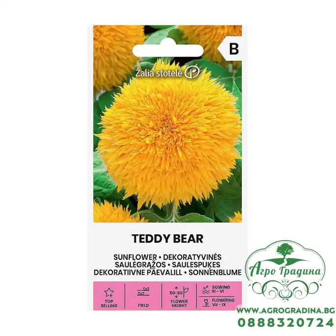 Хелиантус Теди Беър Helianthus annuus Teddy bear Хелиантус Теди Беър Helianthus annuus Teddy bear