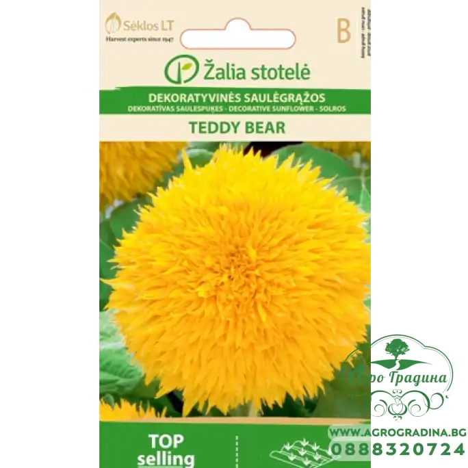 Хелиантус (Слънчоглед) Жълт Мече Helianthus annuus