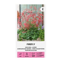 Хойхера Firefly Heuchera sanguinea