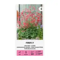 Хойхера Firefly Heuchera sanguinea