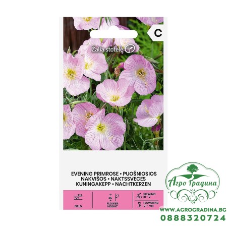 Вечерна Иглика Розова / Oenothera speciosa