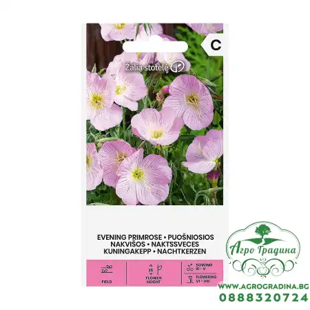 Вечерна Иглика Розова Oenothera speciosa