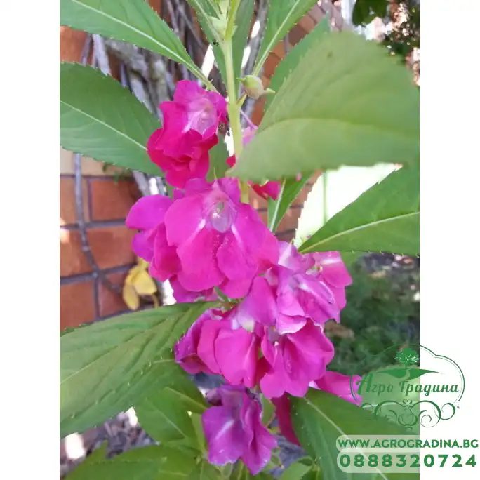 Импатиенс Микс Камелия Camellia Импатиенс Микс Камелия Camellia