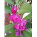 Импатиенс Микс Камелия Camellia – Саксийни и градински цветя