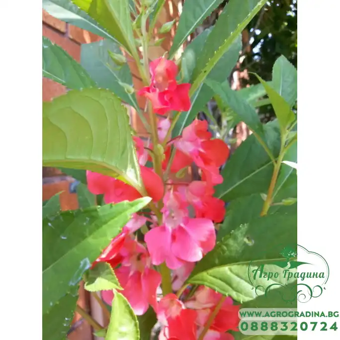 Импатиенс Микс Камелия Camellia Импатиенс Микс Камелия Camellia