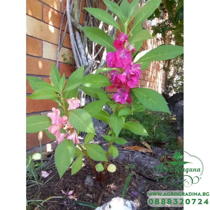 Импатиенс Микс Камелия Camellia Импатиенс Микс Камелия Camellia