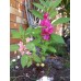 Импатиенс Микс Камелия Camellia – Саксийни и градински цветя