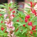 Импатиенс Микс Камелия Camellia – Саксийни и градински цветя