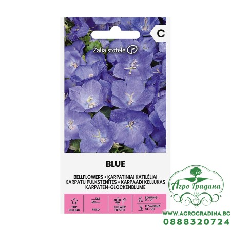 Кампанула Синя / Campanula carpatica Jacq