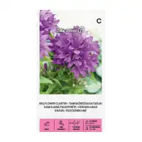 Кампанула Кичеста Лилава Campanula Glomerata