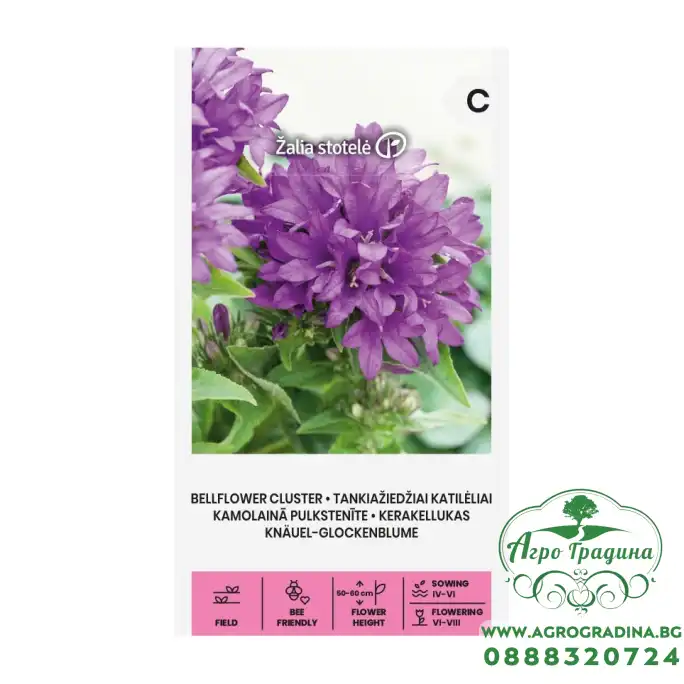 Кампанула Кичеста Лилава Campanula Glomerata