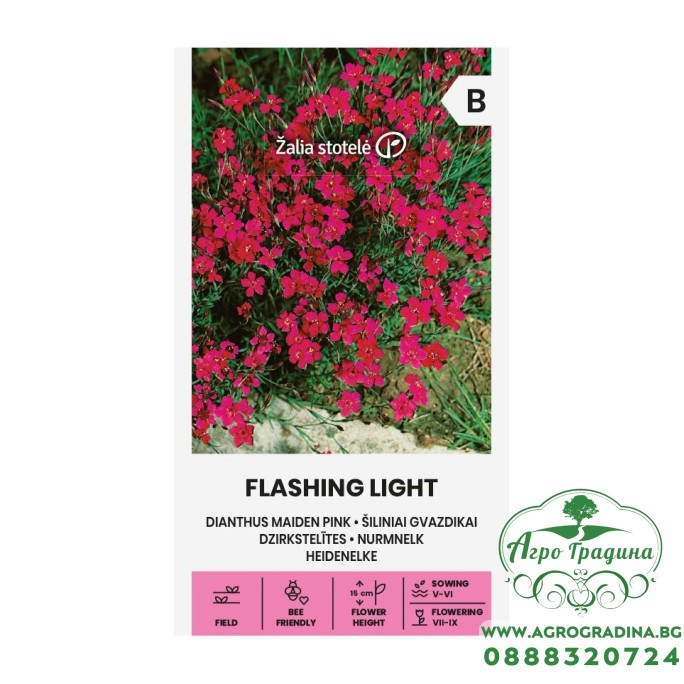 Карамфил Розов Flashing Light / Dianthus deltoides 