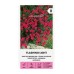 Карамфил Розов Flashing Light Dianthus deltoides – Саксийни и градински цветя
