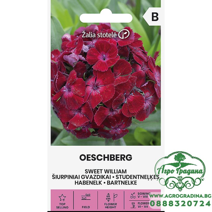Карамфил Двоен Червен Dianthus barbatus Oeschberg Карамфил Двоен Червен Dianthus barbatus Oeschberg