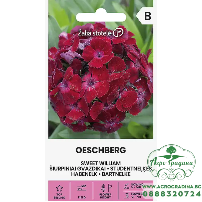 Карамфил Двоен Червен Dianthus barbatus Oeschberg