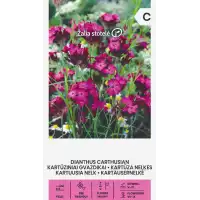 Карамфил Розов Картезиански Dianthus carthusianorum