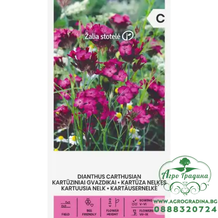 Карамфил Розов Картезиански / Dianthus carthusianorum