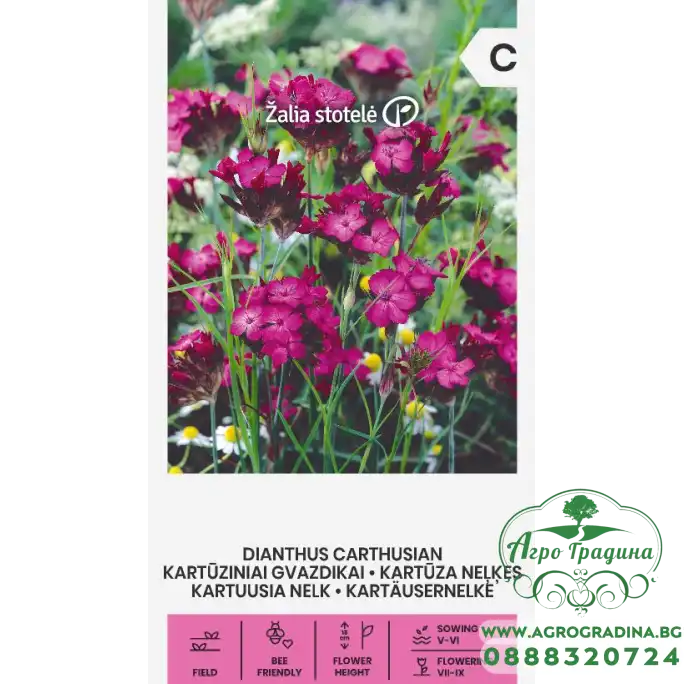 Карамфил Розов Картезиански Dianthus carthusianorum