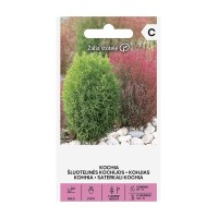 Кохия (Летен Кипарис) Kochia trichophylla Voss