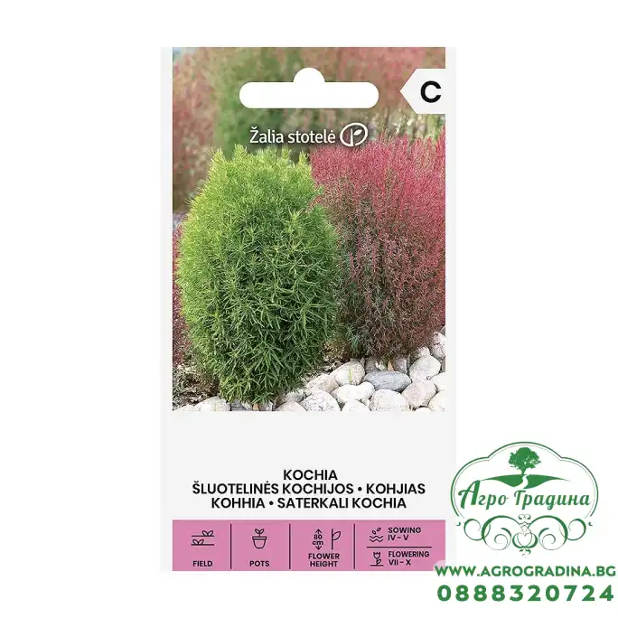 Кохия (Летен Кипарис) Kochia trichophylla Voss