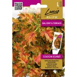 Колеус Colocha Scarlet 