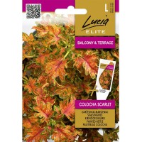 Колеус Colocha Scarlet 
