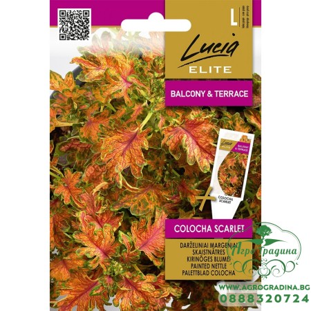Колеус Colocha Scarlet 