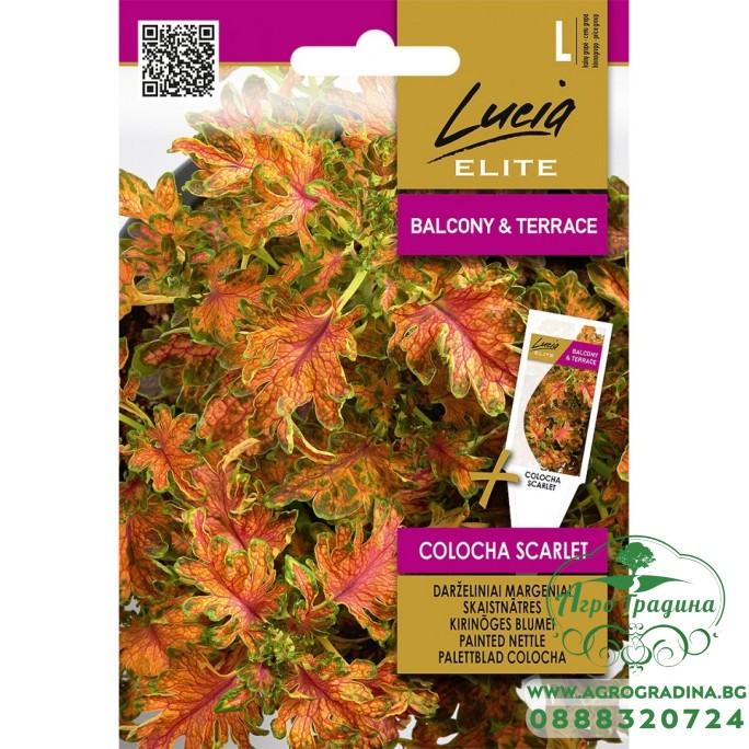 Колеус Colocha Scarlet 