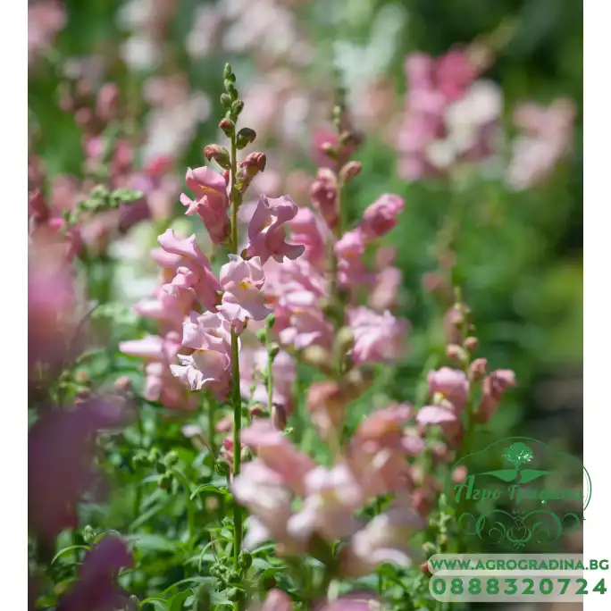 Кученце Ябълков цвят Appleblossom Кученце Ябълков цвят Appleblossom
