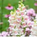 Кученце Ябълков цвят Appleblossom – Саксийни и градински цветя