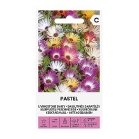 Ливингстонска Маргарита Микс Пастел / Dorotheanthus Bellidiformis Pastel