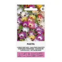 Ливингстонска Маргарита Микс Пастел Dorotheanthus Bellidiformis Pastel