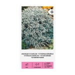 Лимониум Татарикум Goniolimon tataricum