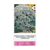 Лимониум Татарикум Goniolimon tataricum