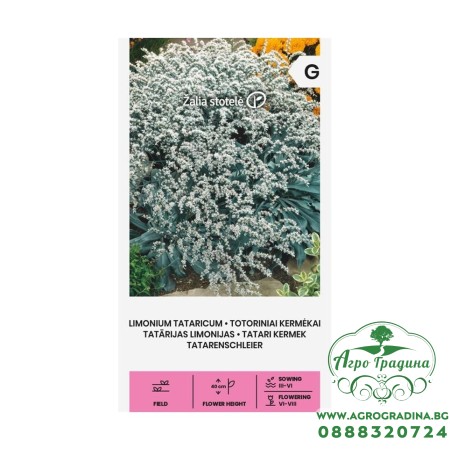 Лимониум Татарикум Goniolimon tataricum