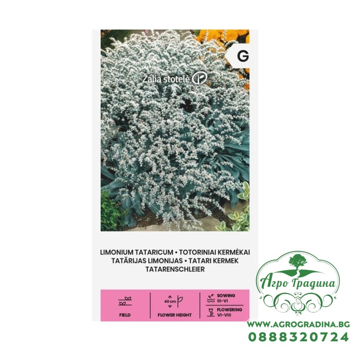 Лимониум Татарикум Goniolimon tataricum