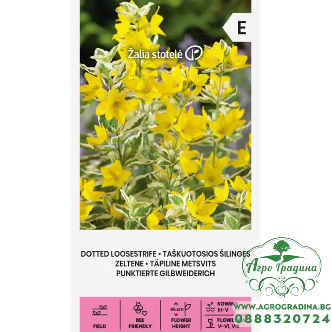 Лизимахия Жълта Точкова Lysimachia punctata