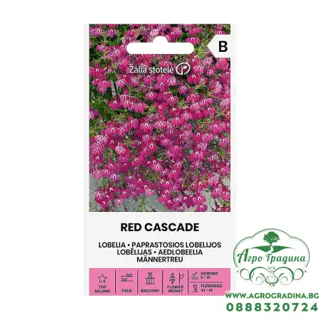 Лобелия Червена Каскадна Lobelia erinus L.